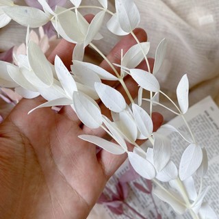 永生尤加利葉 尤加利小尖葉 盆花花材 胸花 擺拍, 杏米,單枝/兩枝隨機發