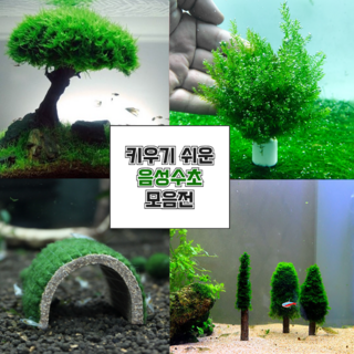 키우기 쉬운 어항 모스 음성수초 초보 구피 새우 은신처 놀이터 장식품, 1개, 44. 쿠바펄