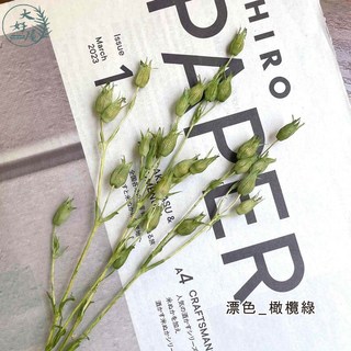 大好屋 永生蠅子草 風鈴花 乾燥花 插花花藝 DIY手作, 蠅子草【漂色_橄欖綠】小束