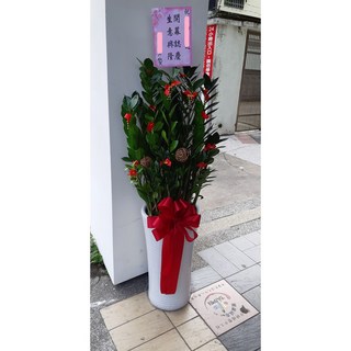 台北市花店 金錢樹組合盆栽/開幕開市/榮升榮調/喬遷/會員大會/競選總部/寬約35-40公分 高120-130公分, 1個