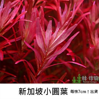 《林作物》水草 現貨/含發票【新加坡小圓葉】新加坡宮廷 最紅宮廷草品種 稀有水草 水中葉 紅色水草 陽性草 一般級, 每份1株