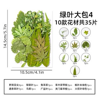 葉子大包系 真花壓花 永生花 綠葉材料包 少女寫真 壁畫 DIY水晶滴膠 乾燥花 植物標本, 綠葉大包4