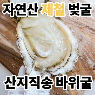 [산지직송] 제철 자연산 통영 벚굴 생 바위굴, 1박스, 1kg