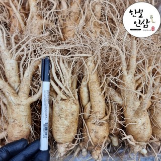 풍기인삼 6년근 홍삼다림용 굵은 인삼 난발수삼 풍기인삼시장 한보인삼사, 1개, 1kg