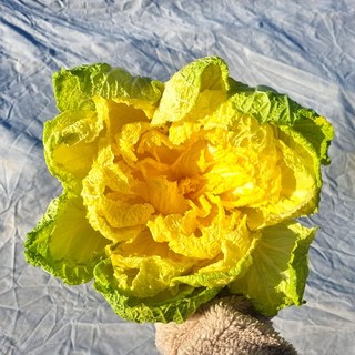 제철밥상 해풍 맞고 자란 황금빛 해남 베타봄동, 1개, 3kg