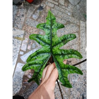 熊貓購物 傑克林觀音蓮 限量一顆, 1個