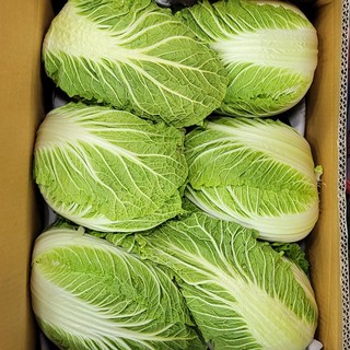 국내산 알배기배추 알배추 쌈배추 특 상 백산상회, 12개, 특(12포기)