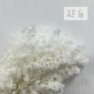 花藝夢 進口永生蓬萊松 小份販售 壽松 蓬萊松 乾燥花 永生花 不凋花 乾燥花材 買5送1, 白