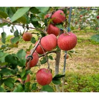 오늘수확 꿀당도 아삭 새콤달콤 부사 사과, 1개, 대과 5kg