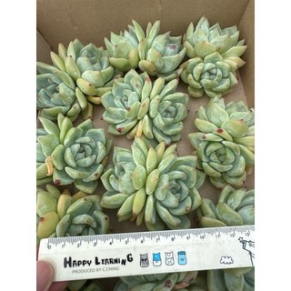 MC多肉園 嚴選5月韓國進口多肉植物 多選項 療癒盆栽, 1個, 白蠟糖