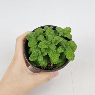 아비가든 허브 민트 6종, 2개, 1.애플민트 1+1