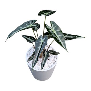 開心農元 小仙女觀音蓮 迷你盆栽 觀音蓮盆栽 辦公室盆栽