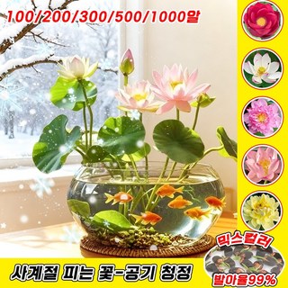 50+50 [-20도까지정상 개화 가능] 겨울철 관상용 수경 재배 연꽃 씨앗 수경식물 미니연꽃 수련 그릇 실내식물 행운 수반 수련연꽃식물씨앗, 100개