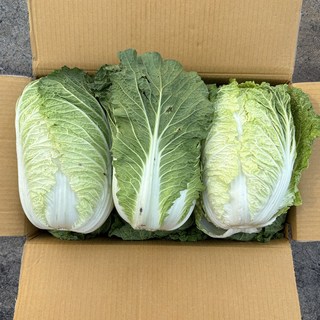 클릭마켓 다듬배추 손질 통배추 생배추, 1박스, 6kg