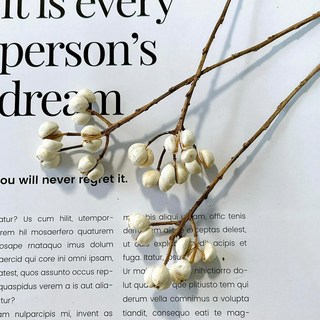 VITO zakka 小白果乾燥花材組 (小白果/烏臼/薏仁) 花圈DIY手作材料 拍攝道具, 1個, 小白果(10g)約5支