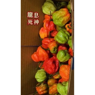 超辣卡羅萊那死神辣椒/龍息果實，挑戰味蕾極限，嗜辣者必備, 1個, 龍息-漢堡盒-綠green