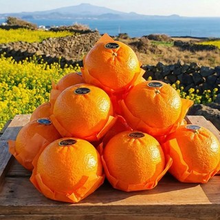 [올곳은] 프리미엄 선별 당도보장 제주 레드향, 1개, 2kg(가정용)