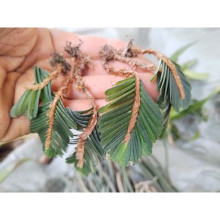 苔鑽 樓梯草 裸根寄送 石荷葉 金線吊芙蓉 老虎 雨林植物 草本植物 觀葉植物, 1個, 1株樓梯草（裸根寄送）,約2-5公分左右