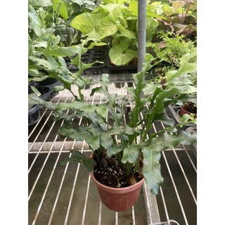 霏霏園藝槲蕨特價中，3吋盆栽，綠植盆栽，室內植物，淨化空氣，新手推薦, 1個