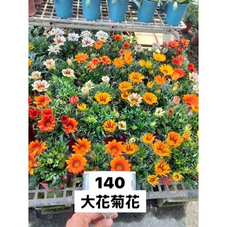 霏霏園藝菊花 四季開花易活盆栽-紅黃白 5-6吋盆