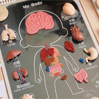 iPOFF&HRC人體探索益智套組(模擬小醫生/兒童教材/益智玩具/黏土)，STEAM探索系列，激發孩子對人體構造的好奇心與探索慾望, 1個