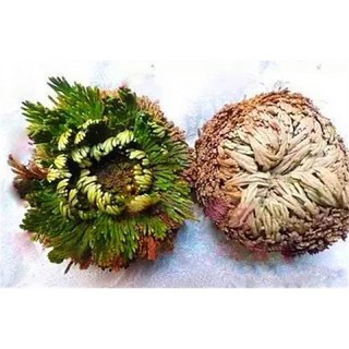 苔鑽 復活草（是一種沙漠植物，又被稱作為“耶利哥的玫瑰”，由於其能在幾乎被完全曬乾的情況下“復活”而聞名於世）, 復活草,6～10公分（大顆）, 1個