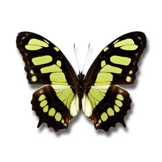 蟲新發現 蝴蝶標本A1 Victorina stelenes 未展翅乾貨 - DIY科學實驗套組 親子互動自然教育, 1個