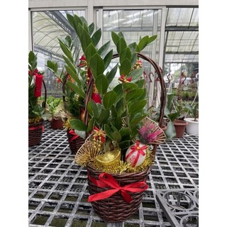 霏霏園藝 搖錢樹/發財樹 適合居家擺設與贈禮 寓意吉祥