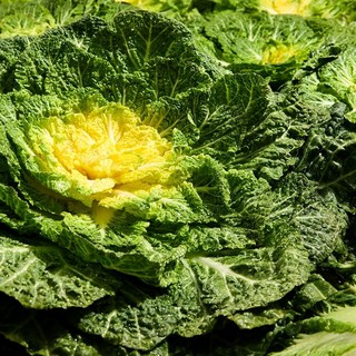 스윗쿡 국내산 제철 봄동 알배기 배추, 1개, 1kg