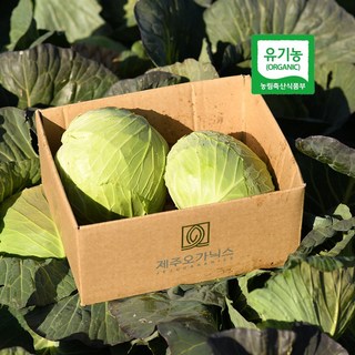[출하기념-선착순100명 한정특가!] 제주 유기농 햇 양배추 3kg 6kg, 1개