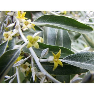 沙棗花純精油 苯基酯類, 1個, 1000ml