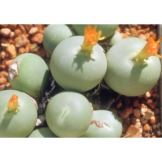 苔鑽 鴿子蛋 翡翠玉 趣味多肉植物 辦公室桌面盆栽, 鴿子蛋（脫皮中）（小顆）0.4-1cm,1顆（裸根寄送）, 1個