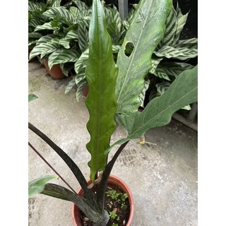 霏霏園藝仙戟觀音蓮 2吋盆栽特價優惠 觀賞植物療癒盆栽 居家辦公室綠植擺設, 3吋180元