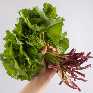 [하루100박스한정] 더좋은 머위나물 머위 봄나물, 1개, 1kg