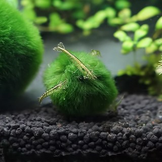 미미네아쿠아 미니 모스볼 키우기 (2~3cm), 1개