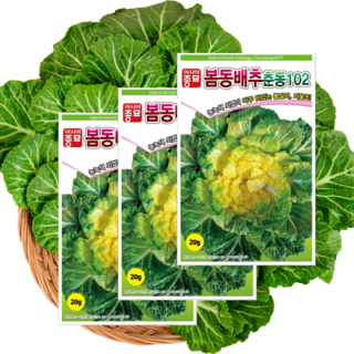 봄동배추씨앗 20g 3봉 1세트. 춘동102 아주 맛있는 봄동 아시아종묘, 1세트