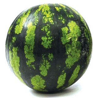 당도선별 수박 하우스, 1개, 3kg~4kg