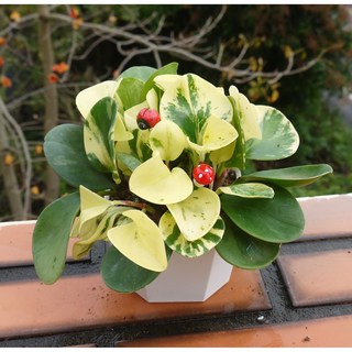 花樣渼栽 招財進寶金錢樹組合盆栽, 1個, 撒金金錢樹 (目前葉綠偏多)