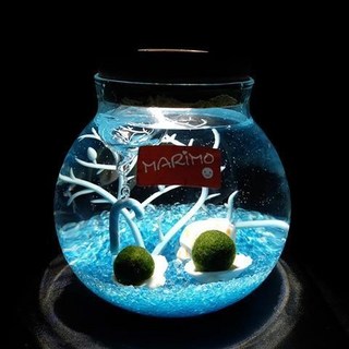 海藻球水培植物微景觀生態瓶苔蘚盆栽玻璃瓶 (包郵), 圣誕拐棍帶燈（海藍 2歲2顆）, 1個