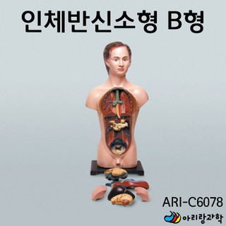 초등 과학실 컴팩트형 인체 반신 소형 B형 수업준비물 과학교실