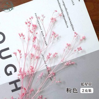 大好屋 永生藍星草 水晶花 小星花 迷你風鈴花 2克裝 DIY花藝材料包, 藍星草【粉色】小分裝