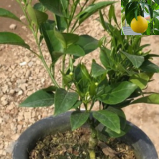 천혜향묘목(7치 화분) 1그루 dm25, 1개