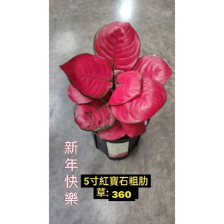 霏霏園藝5寸紅寶石肋草盆栽:新年快樂限定版 室內盆栽植物 增添居家色彩