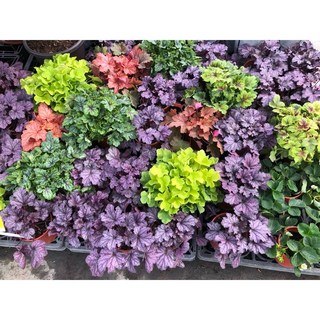 霏霏園藝海棠5吋盆栽 新品種特價 美化居家環境, 1個