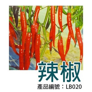 【醬米資材】DIY種子栽種辣椒 家庭園藝盆栽組 新手易上手 陽台種植趣味體驗, 1個