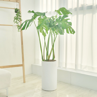 농원청년 돈나무 금전수 인테리어 공기정화식물 개업화분 집들이 승진 선물 사무실 이전 개원 병원 식당 개업식 축하화분배달, 1개, 25.대형 몬스테라