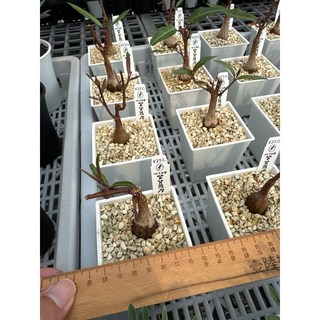 MC多肉園 嚴選特殊多肉植物 有選項可挑選 多肉盆栽 療癒植物, 1個, 紫背蘿摩