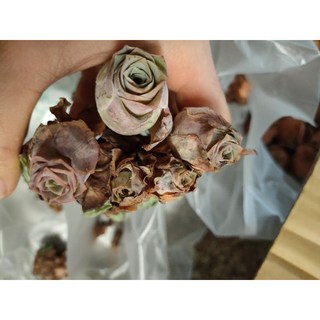 熊貓購物山地玫瑰乾燥花 酒杯造型 紫耶羅 小紅帽 風靈 多款可選, 群生紫耶羅