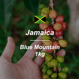 [커피생두] 자메이카 블루마운틴 No.1 1KG, 1개