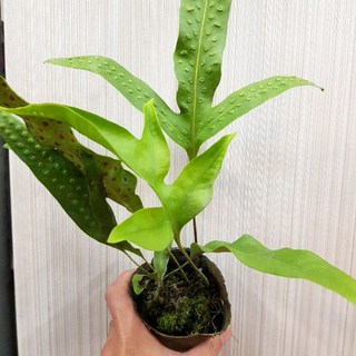 P老闆園藝 海岸擬佛蕨 海岸蕨 3吋盆, 1個